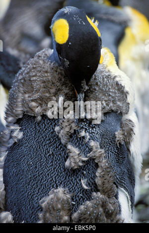 King Penguin (Aptenodytes Patagonicus), Mauser, Antarktis, Suedgeorgien Stockfoto