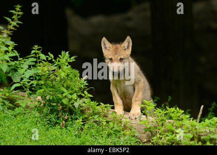 Timber Wolf (Canis Lupus LYKAON), wolf Tasse stehen Curiosly an einem Baumstamm Stockfoto