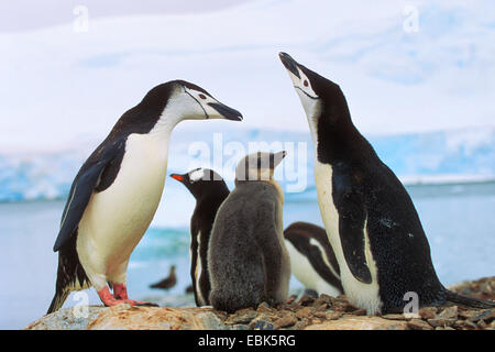 bärtig, Pinguin, Pinguin Zügelpinguinen (Pygoscelis Antarctica, Pygoscelis Antarcticus), Pinguin-Familie mit Küken, Antarktis Stockfoto