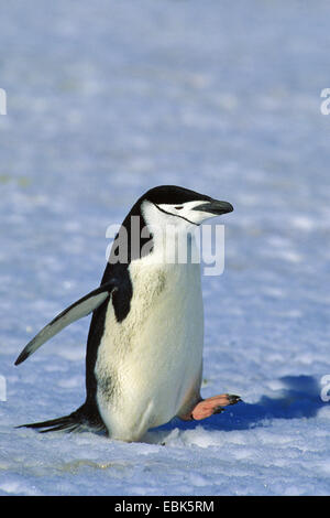 bärtige Pinguin, Pinguin Zügelpinguinen (Pygoscelis Antarctica, Pygoscelis Antarcticus), Wandern, Antarktis Stockfoto