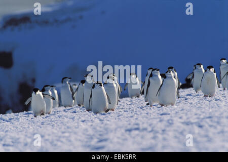 bärtig, Pinguin, Pinguin Zügelpinguinen (Pygoscelis Antarctica, Pygoscelis Antarcticus), Gruppe, Antarktis, Zavodovski Insel Stockfoto