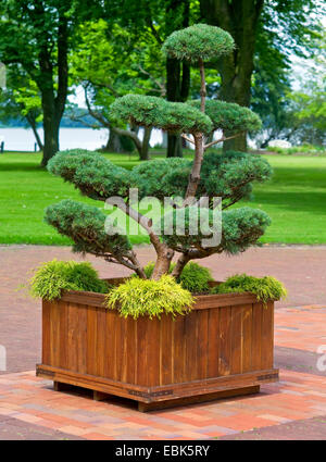 Formschnitt der Kiefer in einen Behälter mit Chamaecyparis Pisifera 'Filifera Aurea Nana", Deutschland, Niedersachsen, Ammerland, Bad Zwischenahn Stockfoto