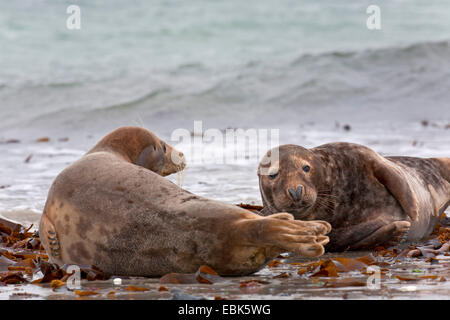 graue Dichtung (Halichoerus Grypus), Bull und weibliche liegen am Strand, Deutschland, Schleswig-Holstein, Helgoland, Schleswig-Holstein-Nationalpark Wattenmeer Stockfoto