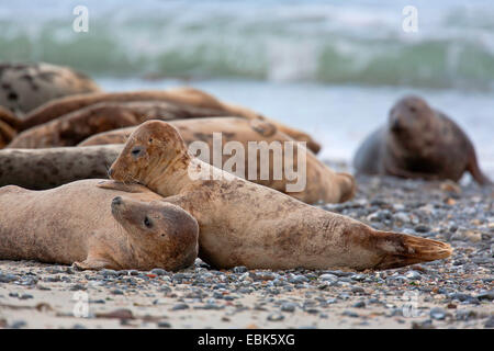 graue Dichtung (Halichoerus Grypus), liegen am Strand, Deutschland, Schleswig-Holstein, Helgoland, Schleswig-Holstein-Nationalpark Wattenmeer Stockfoto