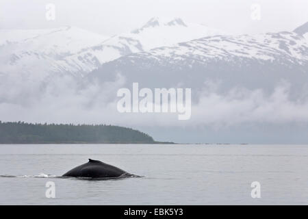 Buckelwal (Impressionen Novaeangliae), Schwimmen an der Oberfläche in Lynn Canal, USA, Alaska, Admirality Island, Lynn Canal Stockfoto