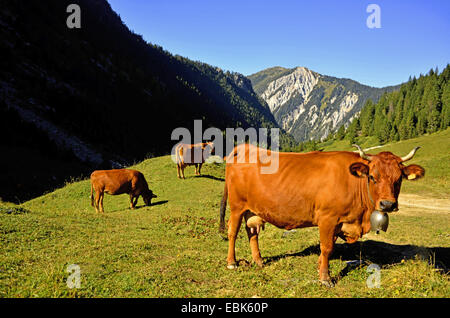 Hausrind (Bos Primigenius F. Taurus), Kühe auf der Alm, Courchevel, Nationalparks Vanoise, Savoie, Frankreich Stockfoto