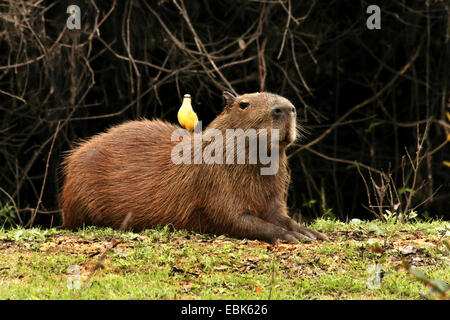 Capybara, Carpincho (Hydrochaeris Hydrochaeris, Hydrochoeris Hydrochaeris), Vogel sitzt auf Capybara, Brasilien, Pantanal Stockfoto