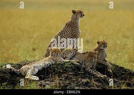 Gepard (Acinonyx Jubatus), vier Geparden liegen auf einem Hügel, Kenia Stockfoto