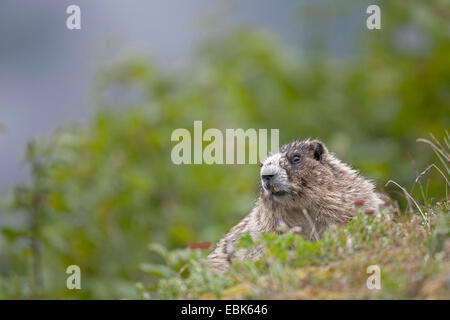 hoary Murmeltier (Marmota Caligata), sitzt auf einem Hang, USA, Alaska, Mount Roberts Stockfoto