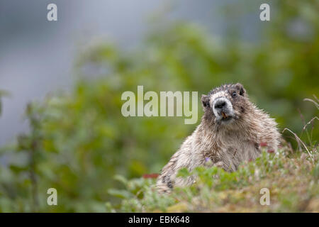 hoary Murmeltier (Marmota Caligata), sitzt auf einem Hang, USA, Alaska, Mount Roberts Stockfoto