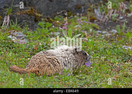 hoary Murmeltier (Marmota Caligata), sitzt in einer Wiese, USA, Alaska, Mount Roberts Stockfoto