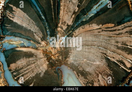 Petriefied Holz im blauen Wald, 50 Millionen Jahre alt, USA, Wyoming, Eden Valley Stockfoto