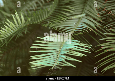 Wollemi Pine (Wollemia Nobilis), verzweigen Stockfoto