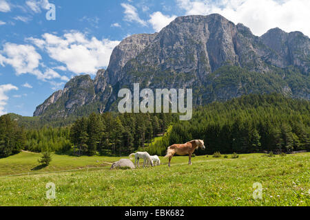 inländische Pferd (Equus Przewalskii F. Caballus), Weide Pferde auf alpinen Tuffalm, Italien, Südtirol, Dolomiten Stockfoto