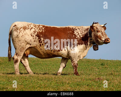 Hausrind (Bos Primigenius F. Taurus), Kuh mit Kuhglocke auf einer Weide, Frankreich, Vogesen Stockfoto