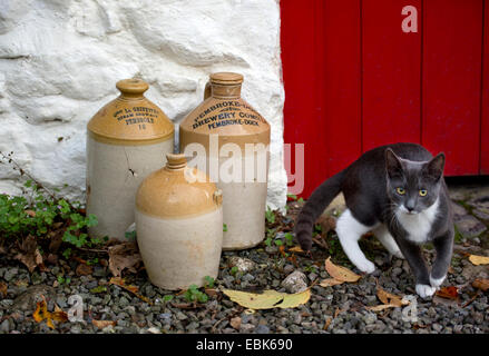 Ein Haustier Katze durch einige alte Brauerei Tonkrügen in einem Bauernhaus in Pembrokeshire, Wales UK Stockfoto