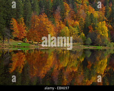 Herbst Holz in Vogesen am Lac Blanchemer, Frankreich, Elsass, Vogesen Stockfoto