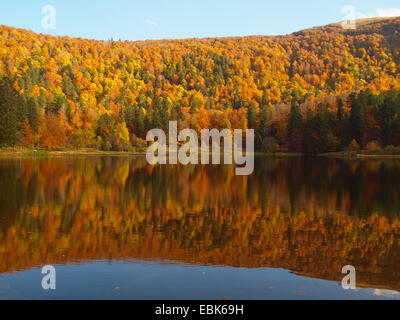 Herbst Holz in Vogesen am Lac Blanchemer, Frankreich, Elsass, Vogesen Stockfoto