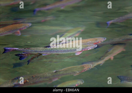 Regenbogenforelle (Oncorhynchus Mykiss, Salmo Gairdneri), unter der Wasseroberfläche, Deutschland, Schleswig-Holstein Stockfoto