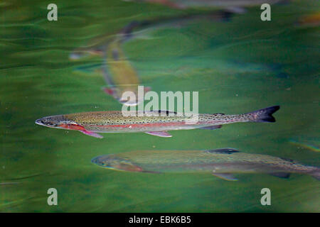 Regenbogenforelle (Oncorhynchus Mykiss, Salmo Gairdneri), unter der Wasseroberfläche, Deutschland, Schleswig-Holstein Stockfoto