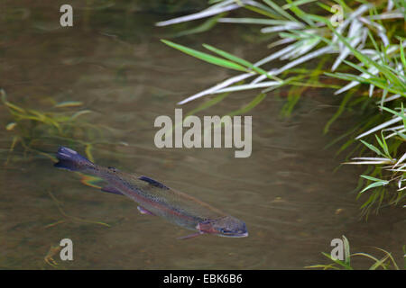 Regenbogenforelle (Oncorhynchus Mykiss, Salmo Gairdneri), am Seeufer, Deutschland, Schleswig-Holstein Stockfoto