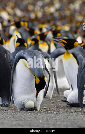 King Penguin (Aptenodytes Patagonicus), mit Ei in Kolonie, Suedgeorgien, Gold Harbour Stockfoto