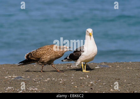 südlichen Black-backed Gull (Larus Dominicanus) mit Küken, betteln, Antarktis Stockfoto