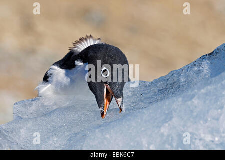 Adelie Penguin (Pygoscelis Adeliae), junge Adelie Pinguin Mauser essen Eis, Antarktis, Teufel-Insel Stockfoto