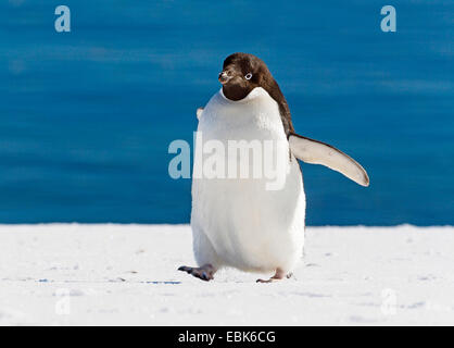 Adelie Penguin (Pygoscelis Adeliae), Wandern im Schnee, Antarktis Stockfoto