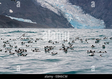 Pintado Sturmvogel, Antarktis Cape Petrel (Daption Capense), Cape Sturmvögel ruht auf dem Wasser auf Elephant Island, Antarktis, Elephant Island Stockfoto