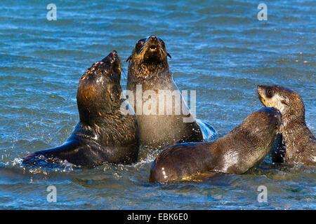 Antarktische Seebär (Arctocephalus Gazella), Welpen Gruppe der Dichtung in der Brandung an den Strand, Suedgeorgien, Salisbury Plains Stockfoto