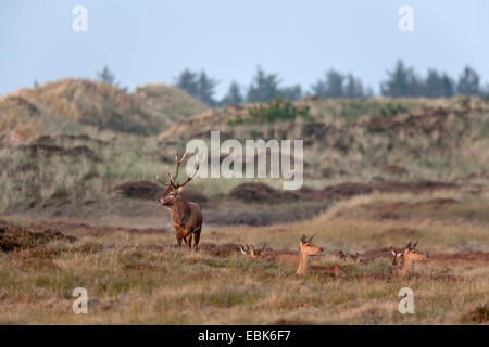 Rothirsch (Cervus Elaphus), Gruppe in eine hügelige Wiesenlandschaft, Dänemark, Jylland Stockfoto