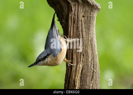 Eurasische Kleiber (Sitta Europaea), sitzen an einem Baumstamm auf den Kopf nach unten, Deutschland Stockfoto