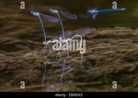 Variable Damselfly (Coenagrion Pulchellum), koppeln zur Eiablage, Deutschland, Bayern, Stafffelseeache Stockfoto