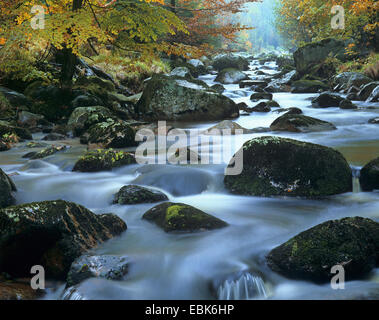 Creek Kalte Bode, Deutschland, Nationalpark Harz Stockfoto