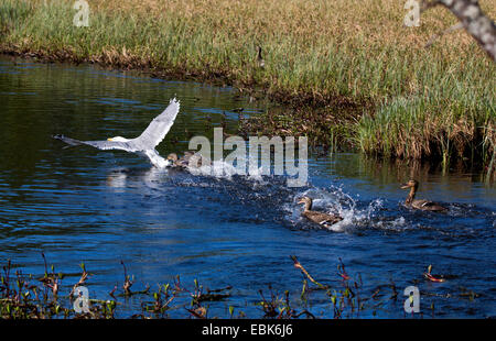 Silbermöwe (Larus Argentatus), Beeing verjagt von Stockenten, Norwegen Troms Stockfoto