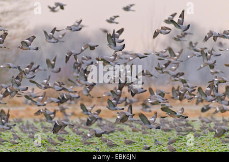 Ringeltaube (Columba Palumbus), fliegt Herde über ein Feld, Deutschland Stockfoto