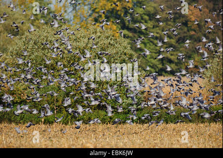 Ringeltaube (Columba Palumbus), fliegt Herde über ein Feld, Deutschland Stockfoto