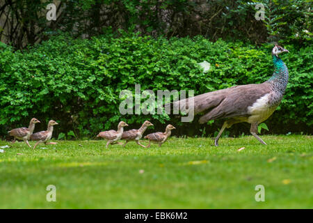 gemeinsamen Pfauen (Pavo Cristatus), mit Küken auf einer Wiese, auf der Flucht, Deutschland, Nordrhein-Westfalen Stockfoto