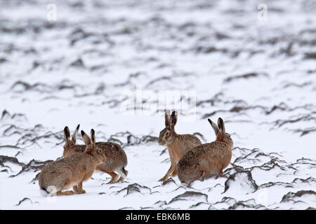 Feldhase, Feldhasen (Lepus Europaeus), Hasen auf einem schneebedeckten Feld, Deutschland, Schleswig-Holstein Stockfoto