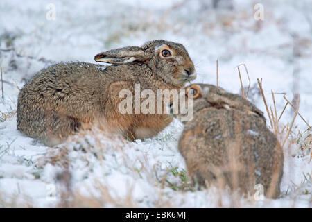 Feldhase, Feldhasen (Lepus Europaeus), zwei Hasen auf einer schneebedeckten Wiese, Deutschland, Schleswig-Holstein Stockfoto