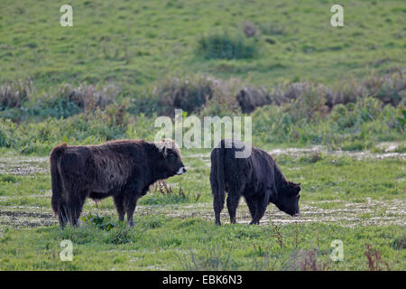 Heckrindern (Bos Primigenius F. Taurus), Kälber auf einer Weide, Deutschland, Schleswig-Holstein, Biotope Weidelandschaft Eidertal Stockfoto