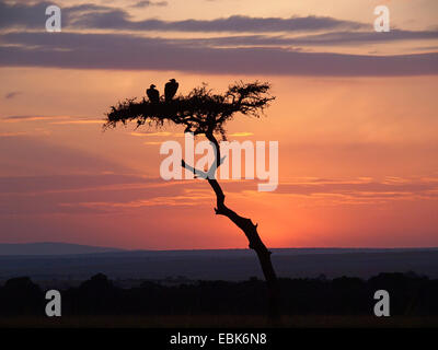 Ruppel Griffon, Rueppells Gänsegeier (abgeschottet Rueppelli), zwei Geier sitzen auf einem Baum bei Sonnenuntergang, Kenia, Masai Mara Nationalpark Stockfoto