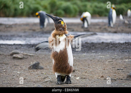 König (Aptenodytes Patagonicus), Pinguin Kolonie am Strand mit einem Mauser Jungvogel in den Vordergrund, Suedgeorgien, Salisbury Plains Stockfoto