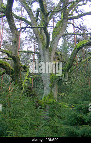 Stieleiche pedunculate Eiche, Stieleiche (Quercus Robur), alte Eiche über junge Fichten, Deutschland, Niedersachsen Stockfoto