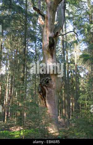 Stieleiche, pedunculate Eiche, Stieleiche (Quercus Robur), alten Toten Eiche, Deutschland, Niedersachsen Stockfoto