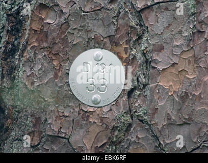 Föhre, Kiefer (Pinus Sylvestris), melden sich auf einer geschützten Kiefer, Deutschland, Niedersachsen Stockfoto