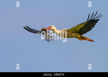 Weißstorch (Ciconia Ciconia), fliegen mit Verschachtelung Material in Iis Schnabel, der Schweiz, Sankt Gallen, Rheineck Stockfoto