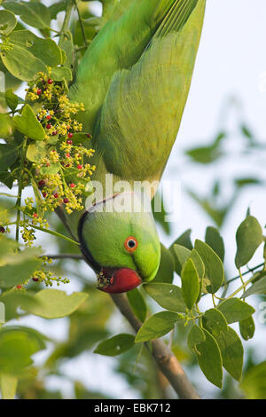 Rose-beringt Sittich (geflohen waren), Porträt, Indien, Keoladeo Ghana Nationalpark Stockfoto