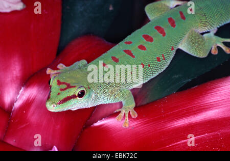 Madagaskar Riesen Taggecko (Phelsuma Madagascariensis Grandis, Phelsuma Grandis), Männlich, sitzen auf einer Bromelie Stockfoto